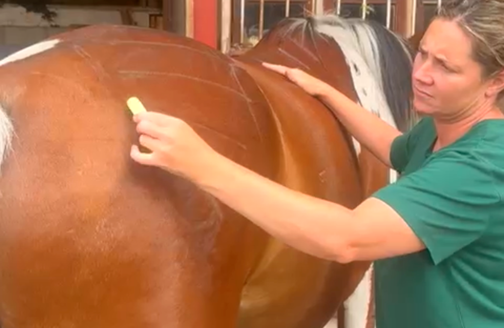 Lindsay teaching equine Bowen, marking the muscle lines on a horse's back